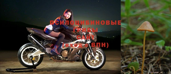 прущие грибы Балабаново